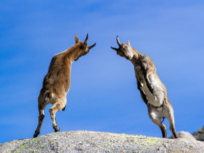 The Fine Art of Butting Heads With Your Town Board (And Surviving to Tell the Tale)