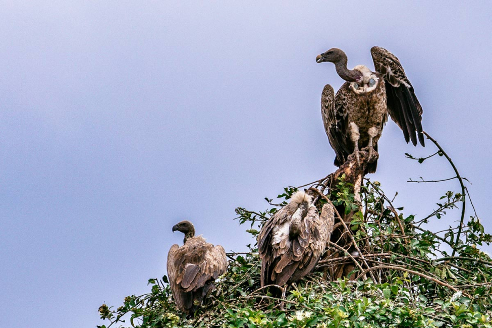 Handling Roadkill: The Glamorous Side of Highway Maintenance
